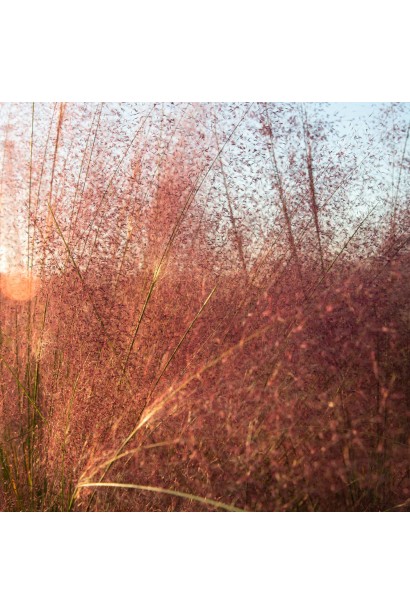 Муленбергія волосовидна восени